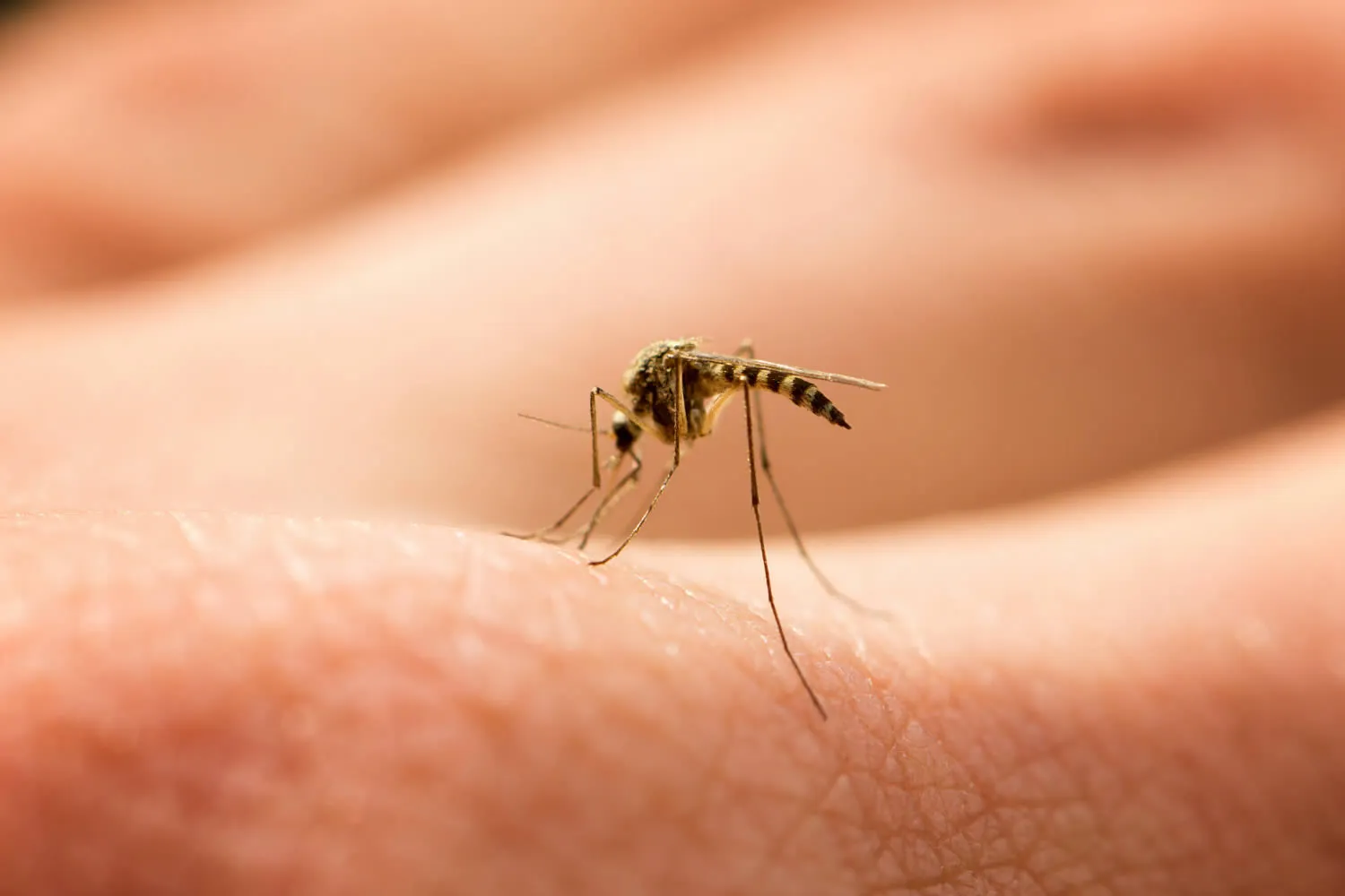 medical dermatology woman mosquito-arm